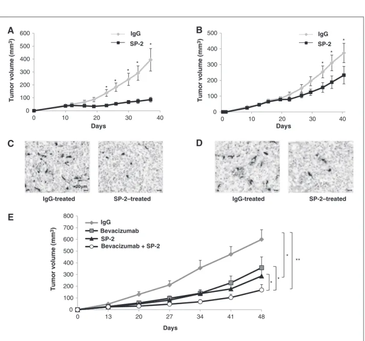 Figure 6. SP-2 restrains tumor growth and its effect is potentiated by bevacizumab. Xenografts were established by subcutaneous implantation of 5  10 6 of MDA-MB-231 cells (A) or IR-8 cells (B) into nude mice
