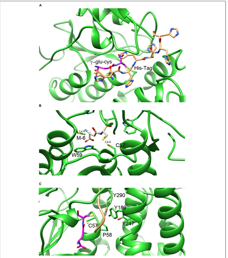 FIGURE 5 | G- and H-sites in NmGHR. (A) The hexa-histidine tag, represented in orange sticks occupies a deep cleft in between the N-terminal thioredoxin domain and the C-terminal α-helical domain