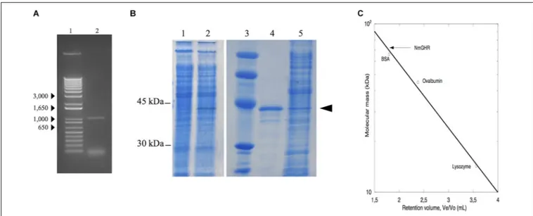 FIGURE 2 | Analysis of NmGHR. (A) PCR amplified nmagghr gene. Lane 1, molecular weight markers; lane 2, nmagghr