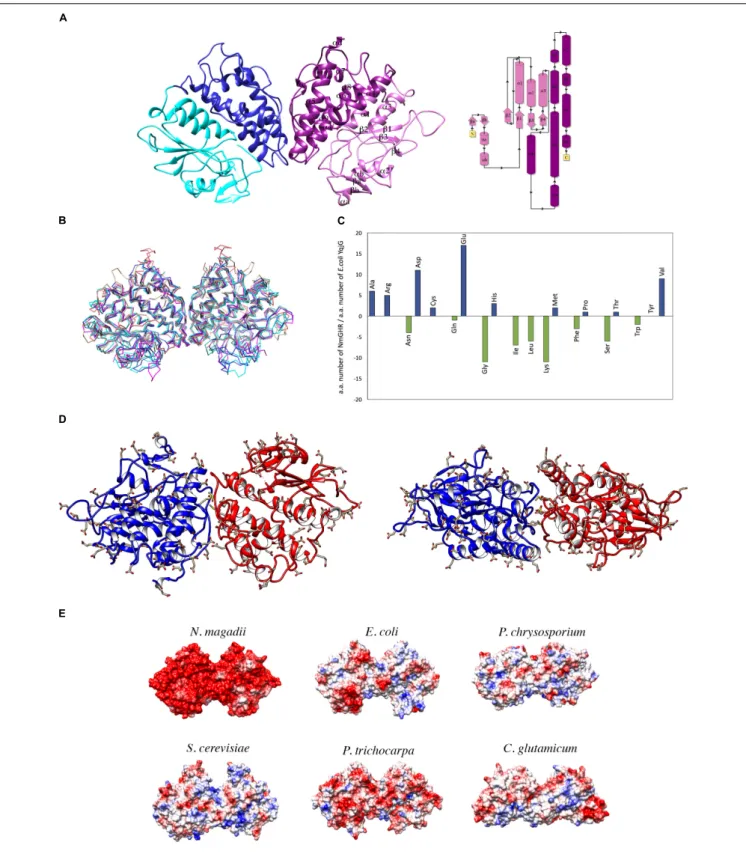 FIGURE 4 | Structural analysis of NmGHR. (A) Crystal structure of NmGHR physiological dimer