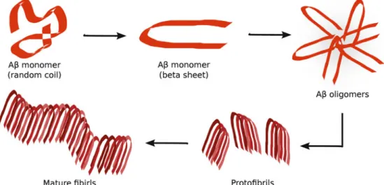 Fig. 1 The Ab aggregation process follows a well-defined pathway. First, the Ab monomers with a random-coil structure acquire a b-sheet conformation
