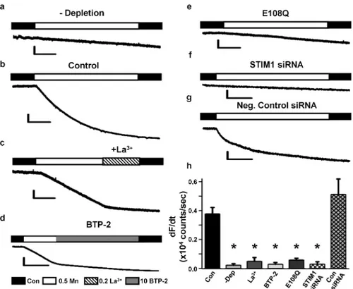 Figure 2. SOCE in adult skeletal muscle depends on STIM1-Orai1 coupling