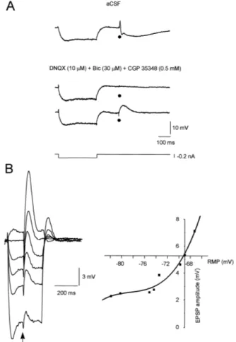 Fig. 1. Characteristics of the postsynaptic potentials elicited in a pyrami- pyrami-dal neuron by local stimulation of the Schaffer-collateral commissural