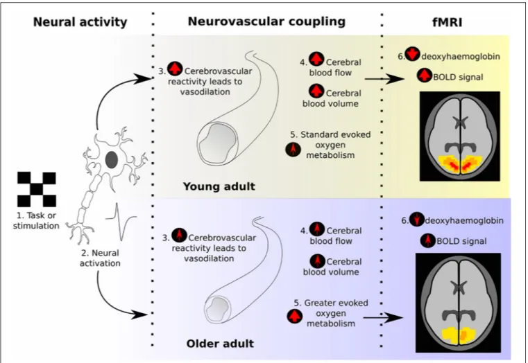 FIGURE 1 | Illustration of the neurovascular coupling processes that give rise to the BOLD response, and how these typically change between young and old adults, according to previous literature