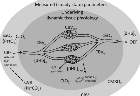 Fig. 1. Cerebral vascular schematic showing the relationship between parameters that are measured or estimated (outer ellipse), by the experimental methods under consideration, and the underlying tissue physiology (inner ellipse) that is not measured or es