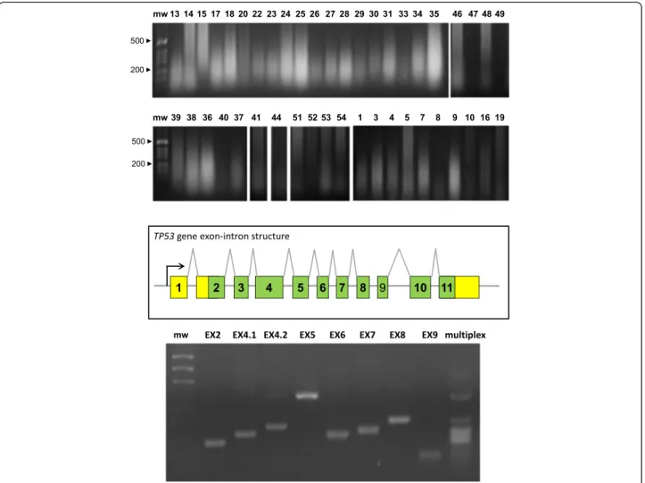 Fig. 7 Oncogene sequence analysis. (top) Genomic DNA was extracted from BC and electrophoresed in agarose/ethidium bromide