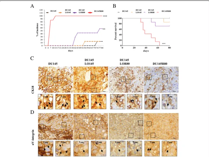 Fig. 5 DU145R80-derived LO promote DU145 tumor engraftment in xenograft nude mice and have been found in tumor tissues from mice