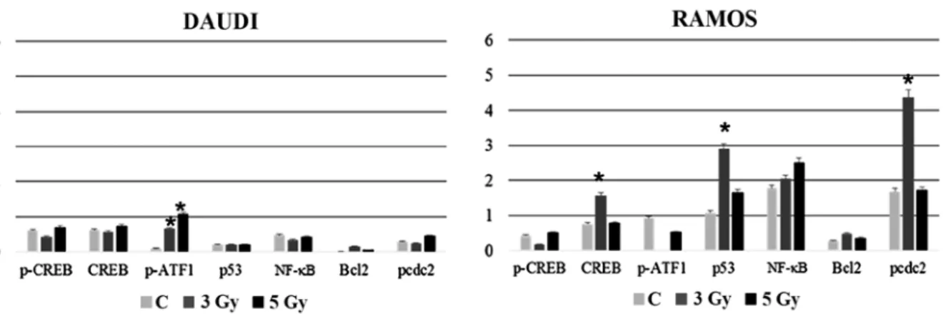 Table I. Ramos cell viability at 24 h after irradiation with the  indicated doses. Sample  Means ± SD C 0 h  100 C 24 h  167.3±23.2 3 Gy 24 h  70.7±7.1 5 Gy 24 h  70.3±10.0 C SN50 24 h  150.7±22.0 3 Gy SN50 24 h  96.0±13.5 5 Gy SN50 24 h  70.7±25.2