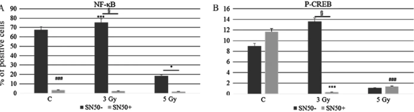 Figure 6. Statistical histograms show the MFI (Mean Fluorescence Intensity) obtained through immunofluorescence labelling of (A) NF- κ B and (B) pCREB  in Ramos cells at 24 h after exposure to different IR doses, as indicated, in the absence or presence of
