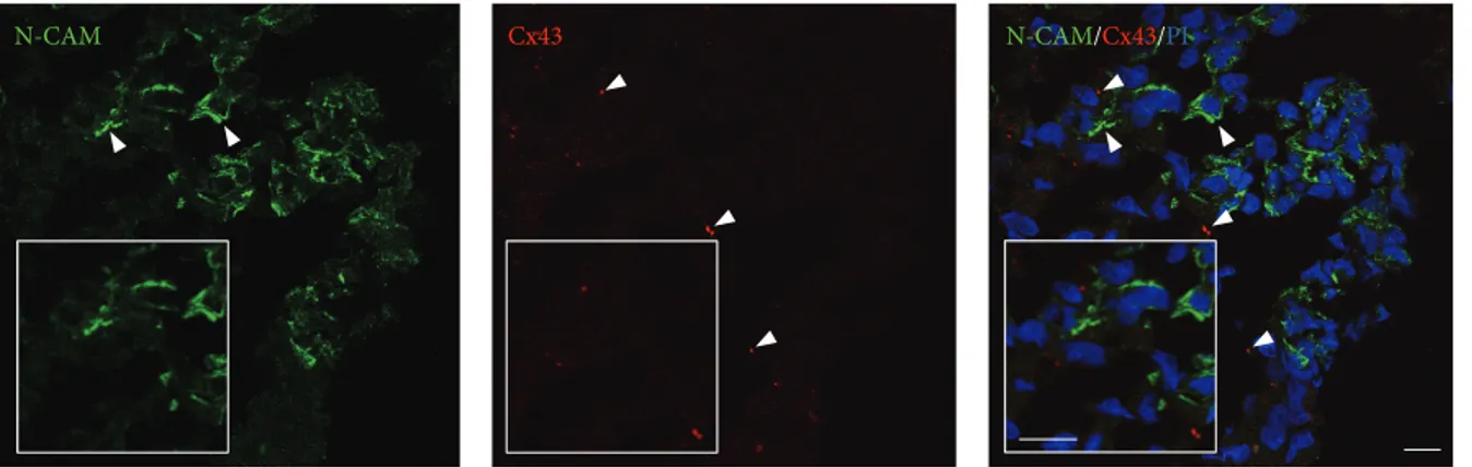 Figure 9: Localisation of cell-cell interaction markers in the GS-aggregates. Representative confocal images of GS-aggregates cultured under modelled microgravity, for 2 weeks, and immunostained with anti-N-CAM and anti-Cx43 antibodies (as indicated)