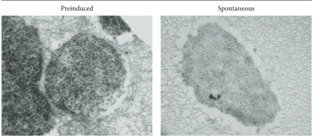 Figure 1: GL15 cell aggregate morphology. Representative images and quantification of sections from preinduced and spontaneously formed GL15 aggregates (as indicated)