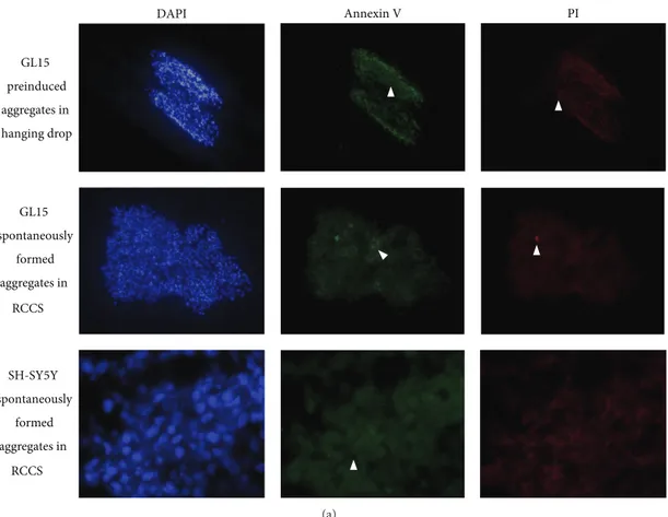 Figure 2: Cell viability assay. (a) Representative images of preinduced and spontaneously formed GL15 aggregates and spontaneously formed SH-SY5Y aggregates (as indicated)