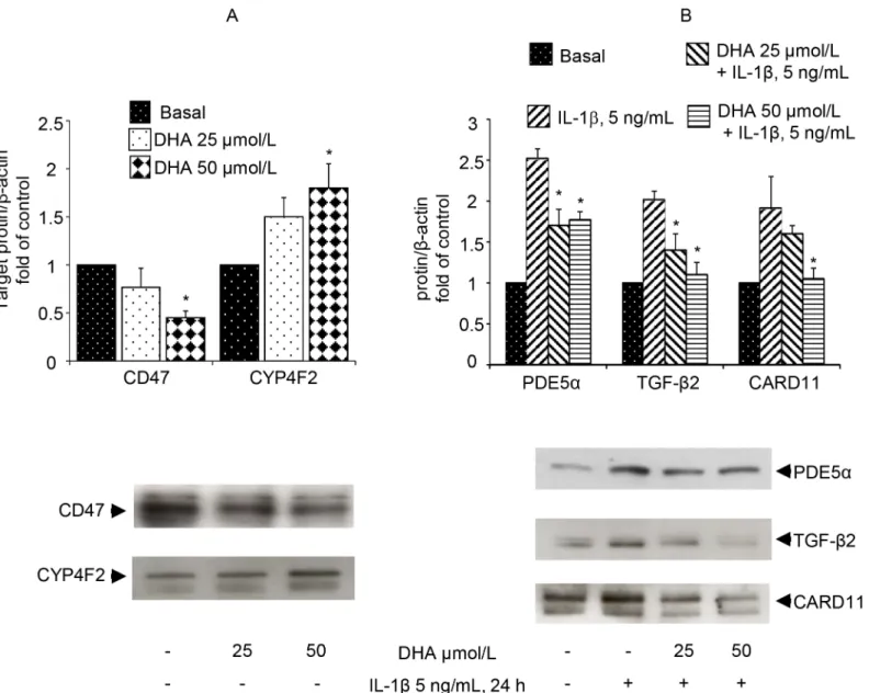 Fig 4. Validation of gene expression changes in DHA-treated HUVECs by Western blotting