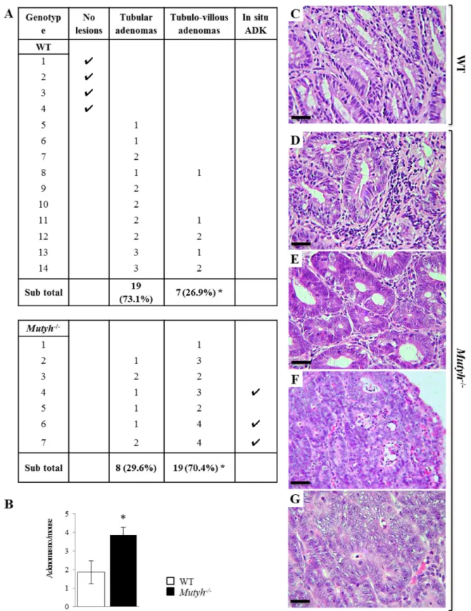 Figure 4: Morphologic features of colonic tumors following AOM/DSS treatment.  A. Histologic alterations developed in the  colon of wild-type and Mutyh −/−  mice following AOM/DSS treatment