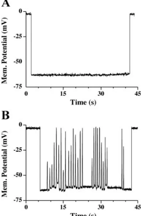 Fig. 4. Inhibition of spontaneous activity in response to nifedipine. Representa- Representa-tive, normalized time courses of fluo 4 fluorescence of primary myotubes in response to 5 mM nifedipine and 5 mM nifedipine-supplemented imaging buffer (IB) contai