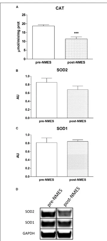 FIGURE 3 | Catalase cytosolic enzymatic activities and SOD Western blotting. In (A) is reported the Catalase enzymatic activity in pre- and post-NMES samples as µmol/min/ng prot (n = 9)