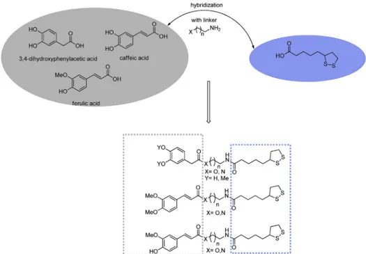 Fig. 1. Design strategy towards phenolic acid e lipoic acid hybrids (SV1-13).