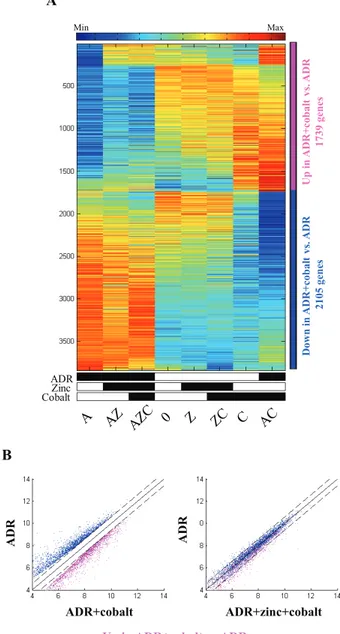 Figure 2: Expression of genes regulated by ADr+cobalt  and reversed by zinc.  (A) Heatmap of the genes that were  differentially expressed (passed 5% FDR, and had at least  1.5 fold change) between ADR+cobalt treated cells (AC) and  ADR treated cells (A)