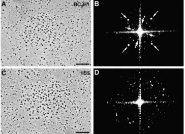 Figure 9. Rotary shadowing images of large particle clusters in