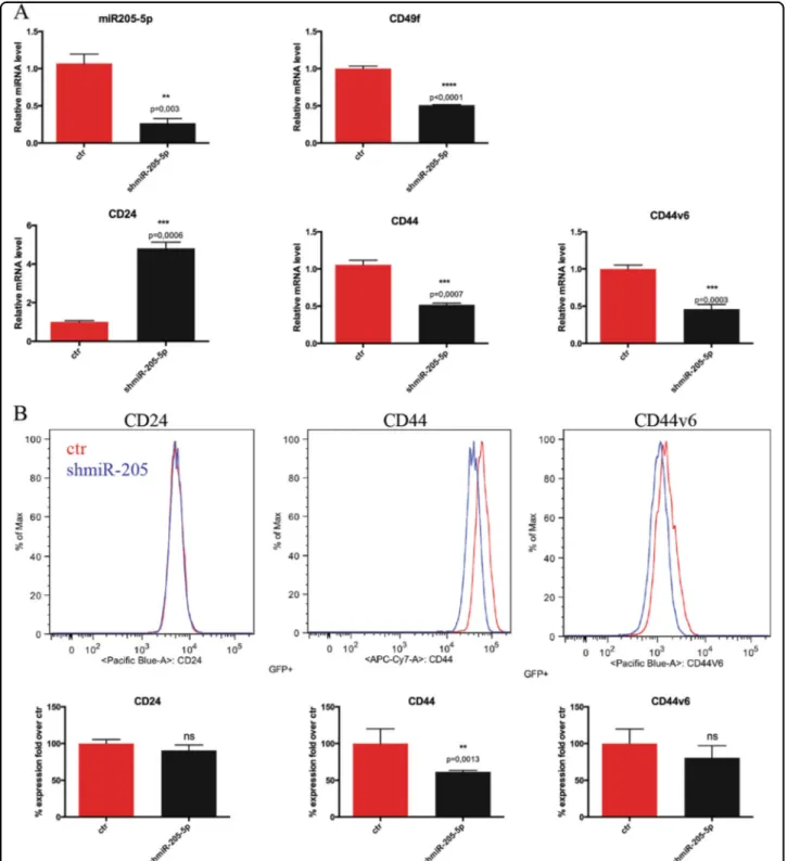 Fig. 2 miR-205-5p contributes to control BCSCs surface markers. a mRNA expression levels of miR205-5p, CD24, CD44, CD44v6 and CD49f in BCSCs #3 infected with miR-205-5p silencing lentivector (shmiR-205-5p) or with the empty vector analyzed by quantitative 