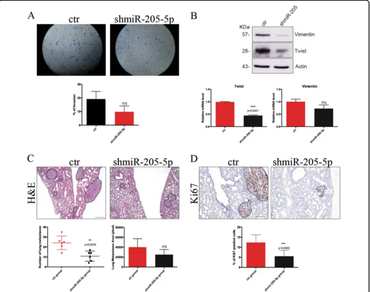 Fig. 5 miR-205-5p regulates invasion ability of BCSCs in vitro and in vivo. a Representative images (upper) of transwell invasion assay (24 h) of BCSCs#3 infected with miR-205-5p silencing lentivector (shmiR-205-5p) or with the control vector (ctr) stained