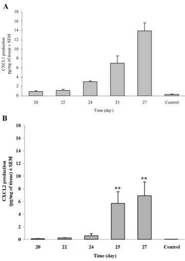 Fig. 6. Ultrastructural features of colonic lamina pro- pro-pria from DSS-induced chronic colitis in WT and CXCR2 ⫺/⫺ mice