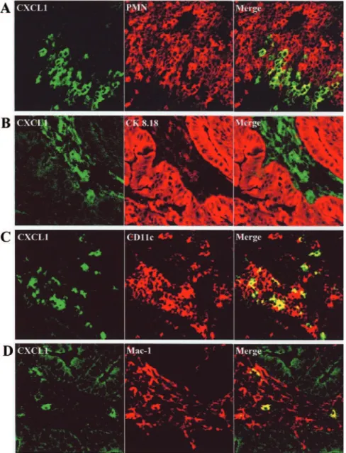 Fig. 8. Confocal analysis of CXCL1 expression in colonic mucosa of DSS-treated WT mice