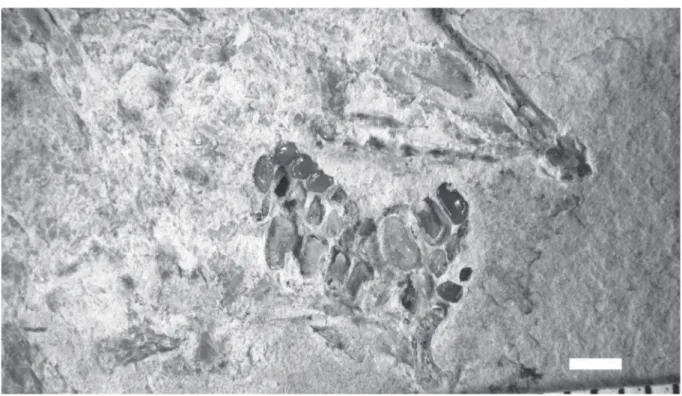 Fig. 5. Libanopycnodus wenzi gen. et sp. nov., holotype, snout, prearticulars and hyoid bar (CLC S-574)