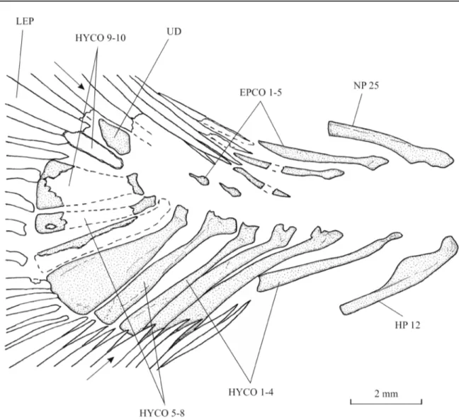 Fig. 9. Libanopycnodus wenzi gen. et sp. nov., holotype, caudal skeleton (CLC S-574). The arrows point  to the two most external principal caudal rays.