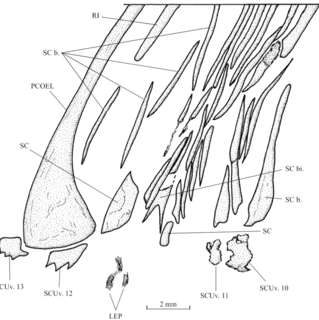 Fig. 11. Libanopycnodus wenzi gen. et sp. nov., holotype, cloacal region (CLC S-574).