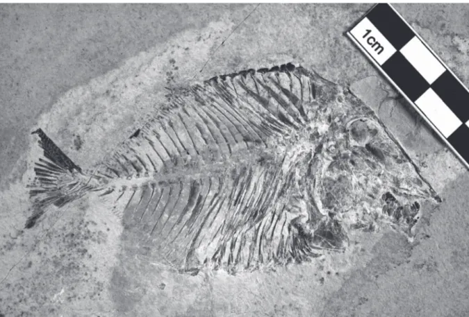 Fig. 1. Libanopycnodus wenzi gen. et sp. nov., holotype (CLC S-574).