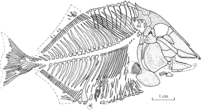 Fig. 2. Libanopycnodus wenzi gen. et sp. nov., holotype, reconstruction (CLC S-574).