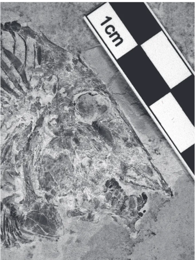 Fig. 3. Libanopycnodus wenzi gen. et sp. nov., holotype, head region (CLC S-574).