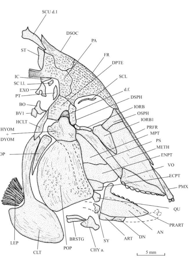 Fig. 4. Libanopycnodus wenzi gen. et sp. nov., holotype, skull and pectoral girdle (CLC S-574).