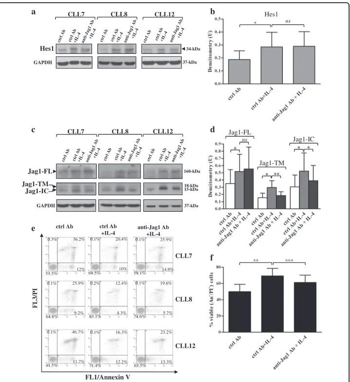 Fig. 7 Blocking Notch –Jag1 interactions among CLL cells does not affect IL-4-induced Notch activation, but reduces IL-4-induced Jag1 processing and cell viability