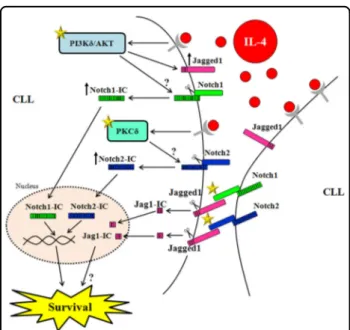 Fig. 10 Schematic representation of the signaling network of Jag1 and Notch1/Notch2 in CLL cells in the presence of the prosurvival factor IL-4