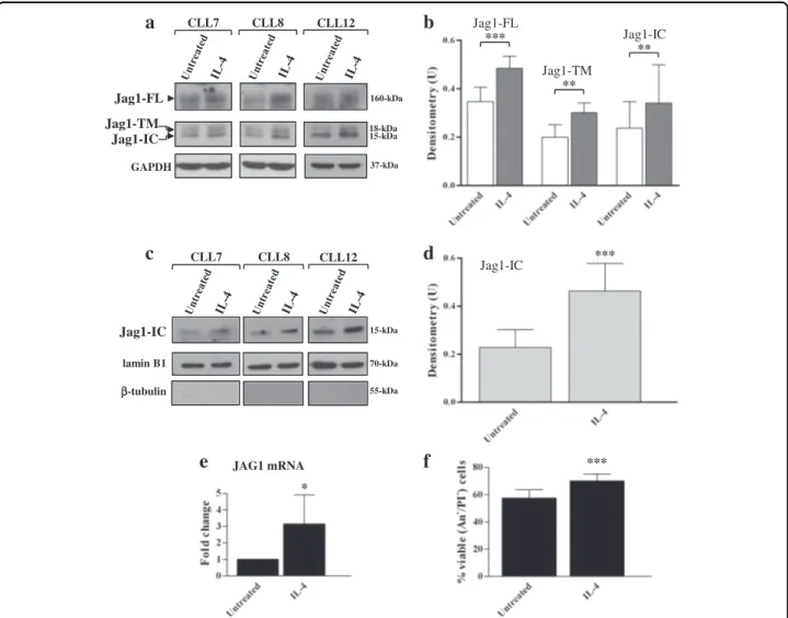 Fig. 4 IL-4 enhances Jag1 expression in CLL cells. a –f CLL cells were cultured for 24 h with or without 25 ng/ml IL-4 (n = 6; CLL7-12, selected to include patients with different clinical and biological characteristics)