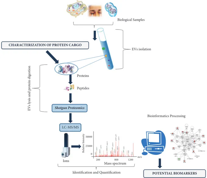 Figure 3: An example of workflow for biomarker discovery process based on purification and proteomics characterization of EVs isolated from