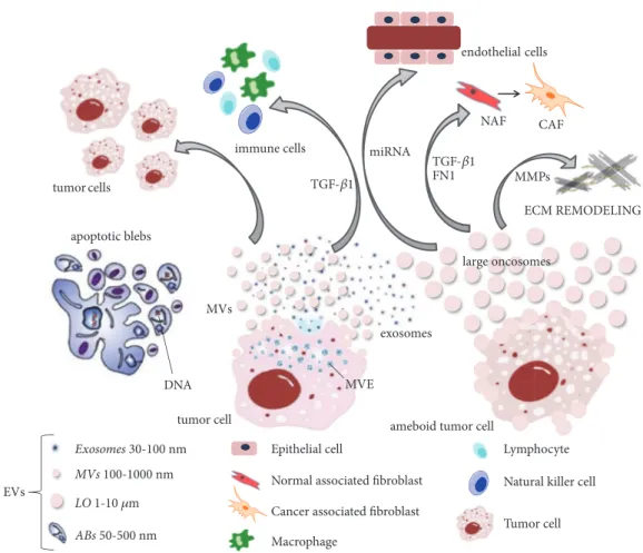 Figure 2: Large oncosomes: the new players in intercellular communication for tumor progression and metastasis