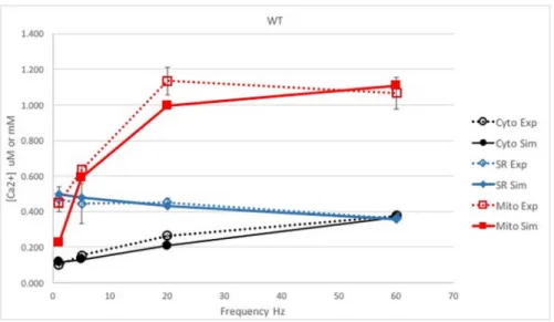 Fig 4. Comparison between the simulation and experiments in WT muscle fibers. The simulated [Ca 2+ ]reached at