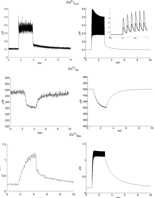 Fig 2. Experimental data and model simulations of calcium transients in a 2 s 60Hz stimulation train