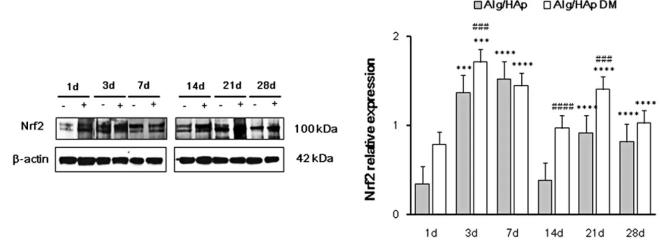 Figure 3. Nuclear factor erythroid 2-related factor 2 (Nrf2) expression levels in DPSC growth onto 