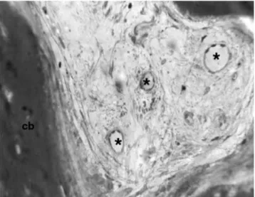 Figure 1 Control bone showing the presence of compact bone (cb) with the presence of regularly distributed vascular structures (*) of small and average-sized dimensions located in marrow spaces (H&amp;E ·160)