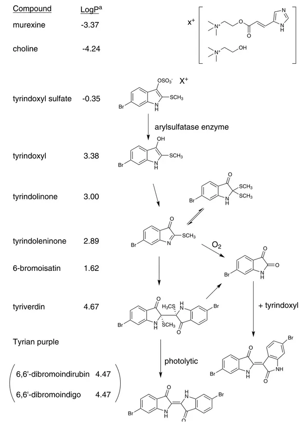 Figure 1.  The enzymatic, oxidative and photolytic reaction of bioactive compounds found in D