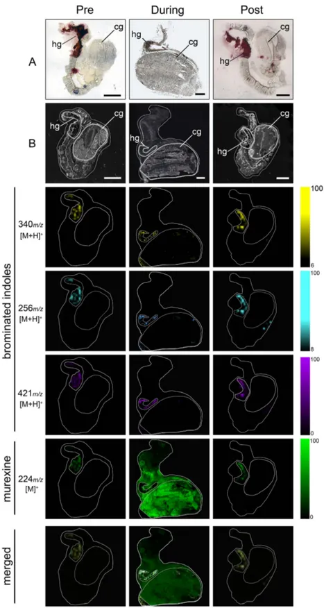 Figure 2.  DIOS-MSI maps of secondary metabolites imprinted onto pSi from female D. orbita across   the reproductive cycle, in positive ion mode at 100 μm spatial resolution
