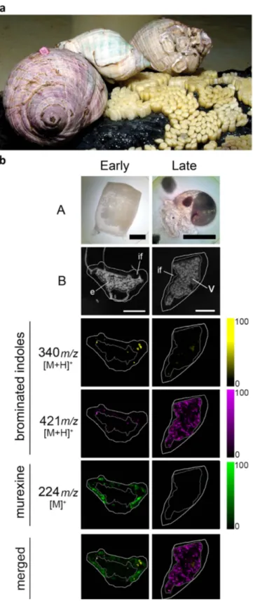 Figure 5.  D. orbita during egg deposition and DIOS-MSI maps of egg capsules across the developmental  period, in positive ion mode at 100 μm spatial resolution