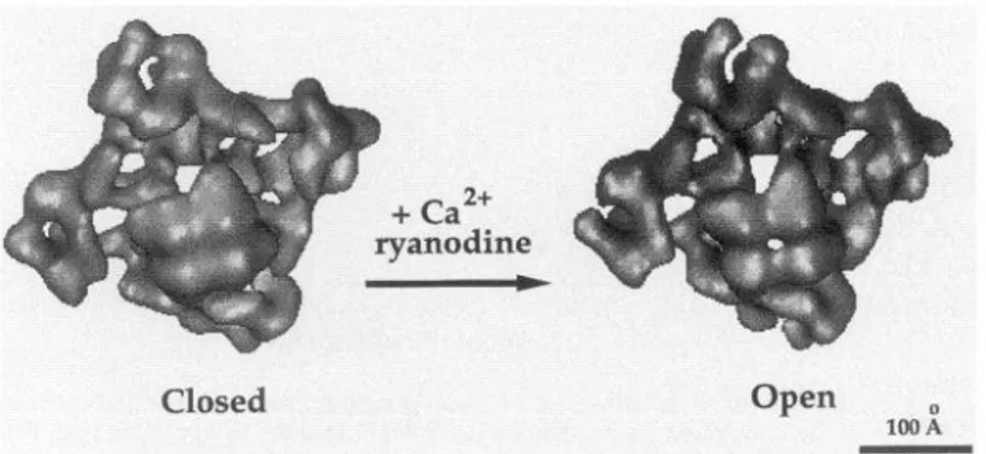 FIG.  10. Closed  and  open  states  of RyR are  visualized  after  3-dimensional  reconstruction  from  electron  micro-  graphs  of frozen  hydrated  molecules