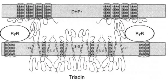 FIG.  12. Model  for  membrane  topol- 