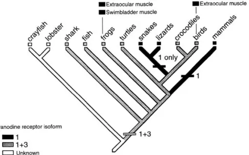 FIG.  4.  Phylogenetic  distribution  of  RyR 