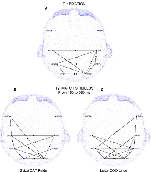 Fig. 3. GC patterns during T1 (A) and T2 temporal window from 450 to 950 ms after the onset of the match stimulus (B, C)